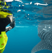 Polar Pro Fifty Fifty Dome for Go Pro